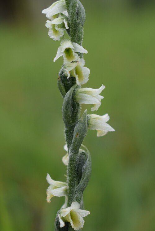 Le orchidee di Montisola (Lago d''Iseo)