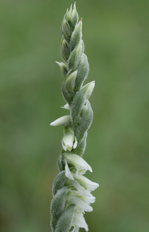 Le orchidee di Montisola (Lago d''Iseo)