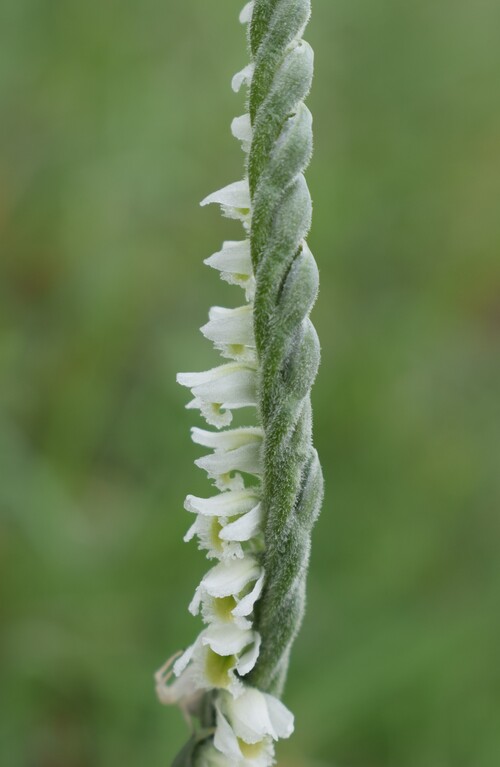 Le orchidee di Montisola (Lago d''Iseo)