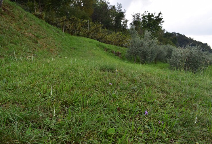 Le orchidee di Montisola (Lago d''Iseo)