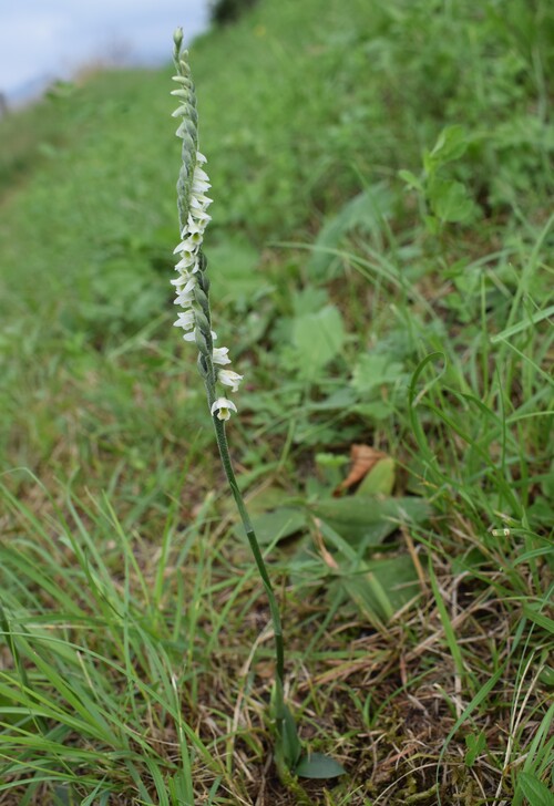 Le orchidee di Montisola (Lago d''Iseo)