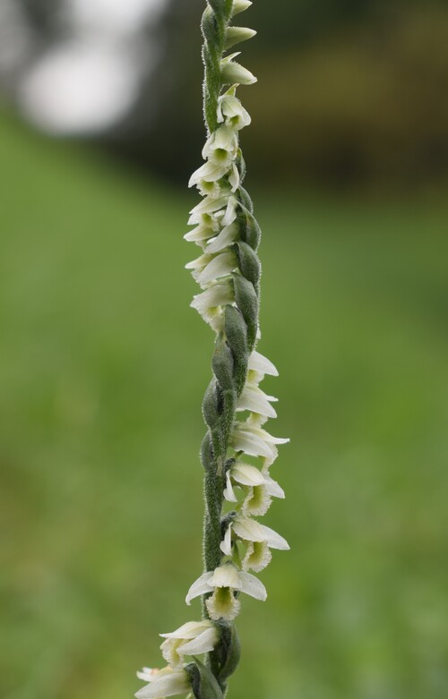 Le orchidee di Montisola (Lago d''Iseo)
