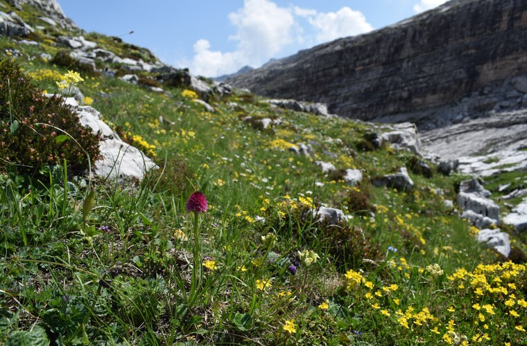 Nigritelle e loro ibridi in Brenta