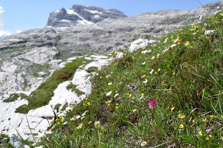 Nigritelle e loro ibridi in Brenta