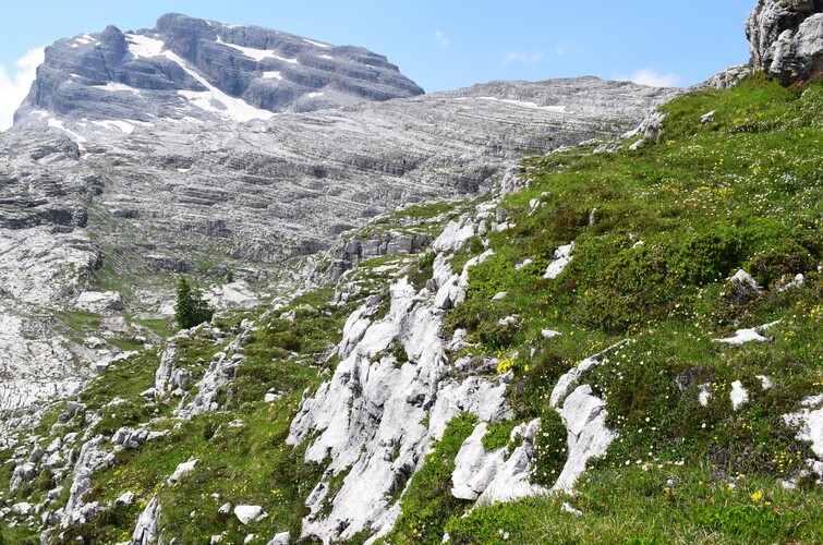 Nigritelle e loro ibridi in Brenta