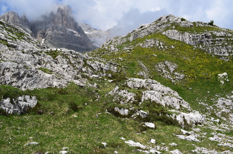 Nigritelle e loro ibridi in Brenta
