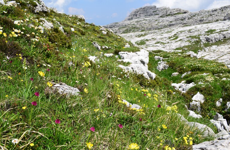 Nigritelle e loro ibridi in Brenta
