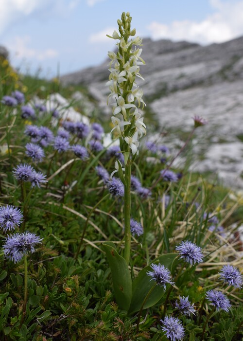 Nigritelle e loro ibridi in Brenta