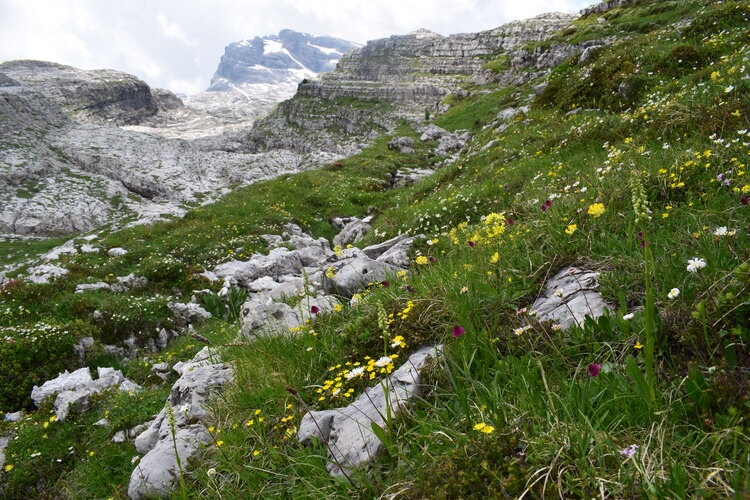 Nigritelle e loro ibridi in Brenta