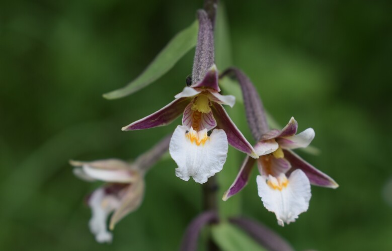 Epipactis palustris a bordo strada! (Appennino Piacentino)
