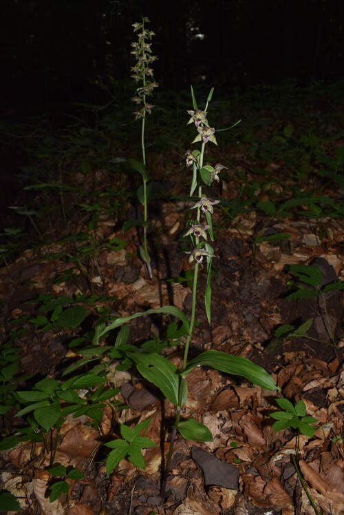 Strane Epipactis da identificare (Appennino Piacentino)