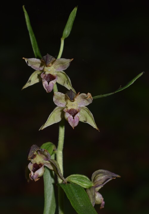 Strane Epipactis da identificare (Appennino Piacentino)