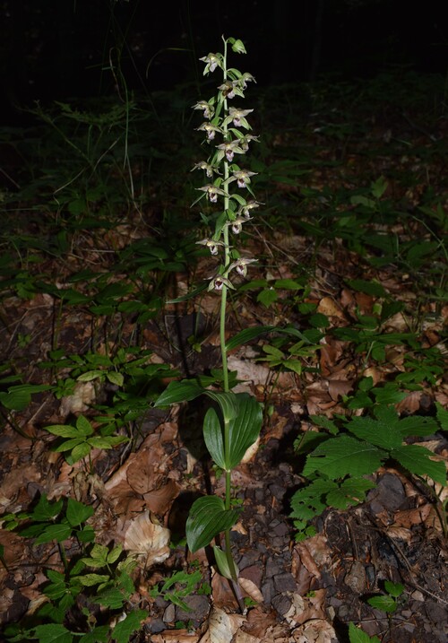 Strane Epipactis da identificare (Appennino Piacentino)