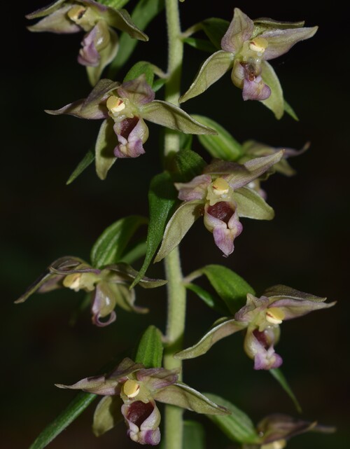 Strane Epipactis da identificare (Appennino Piacentino)