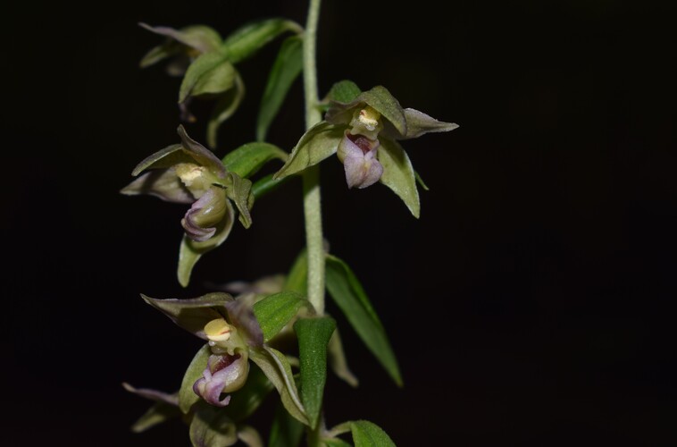 Strane Epipactis da identificare (Appennino Piacentino)
