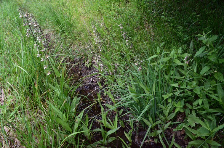 Epipactis palustris a bordo strada! (Appennino Piacentino)
