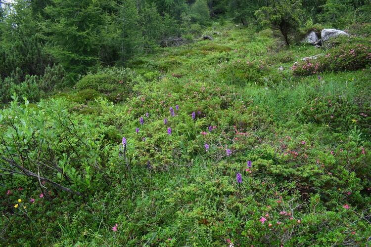 Collezionando Dactylodenia (Parco Adamello Bresciano)