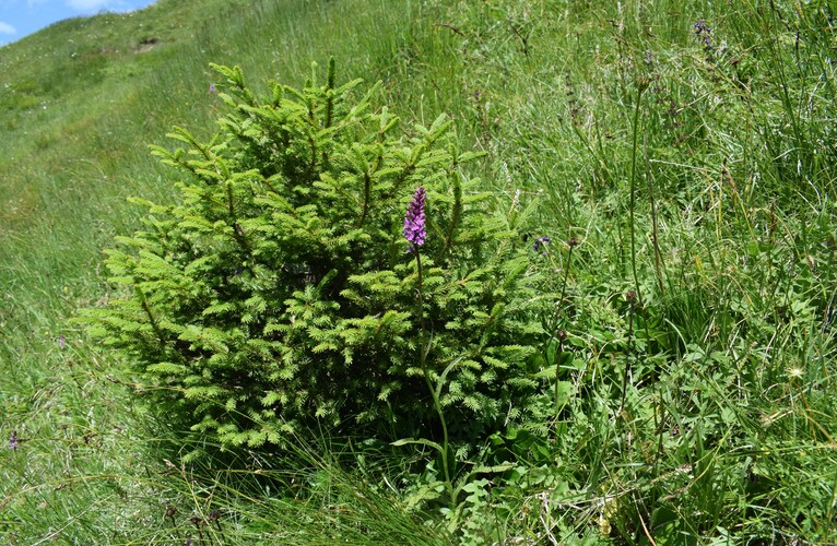 Collezionando Dactylodenia (Parco Adamello Bresciano)