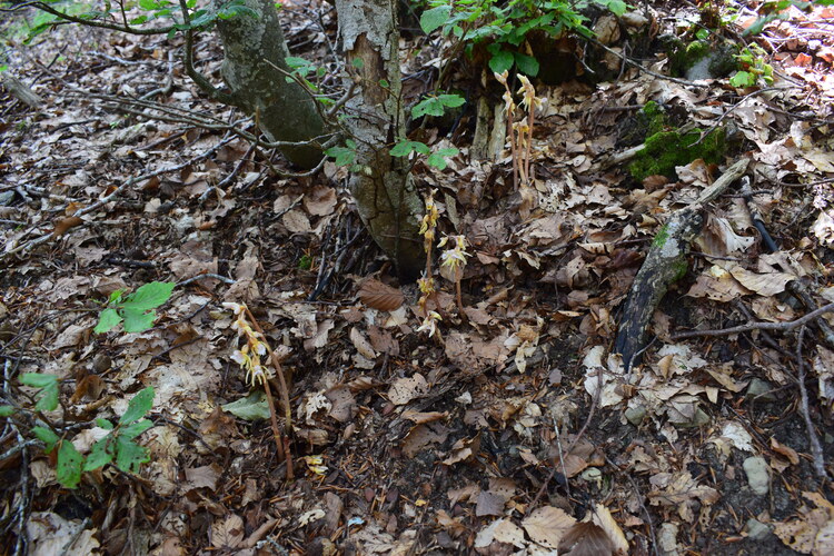 Epipogium aphyllum (Appennino Piacentino)