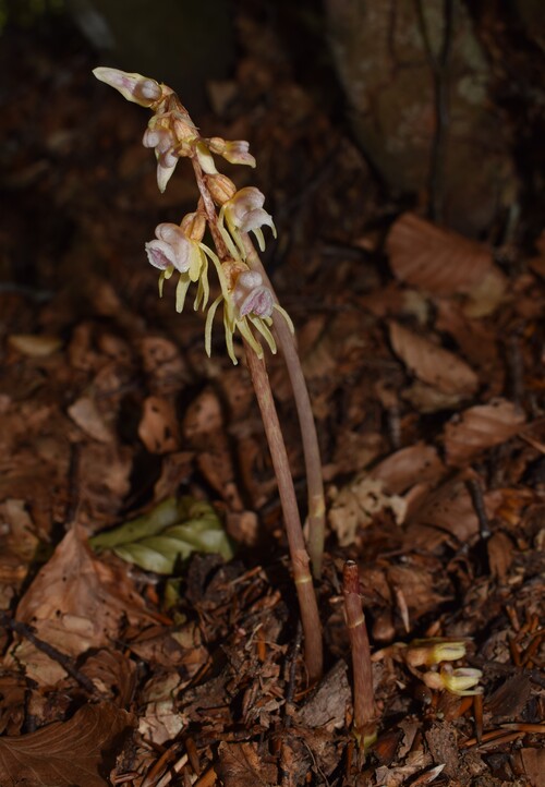Epipogium aphyllum (Appennino Piacentino)