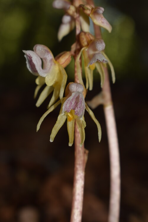 Epipogium aphyllum (Appennino Piacentino)