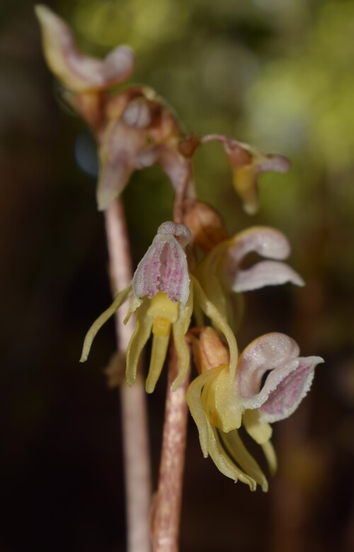 Epipogium aphyllum (Appennino Piacentino)