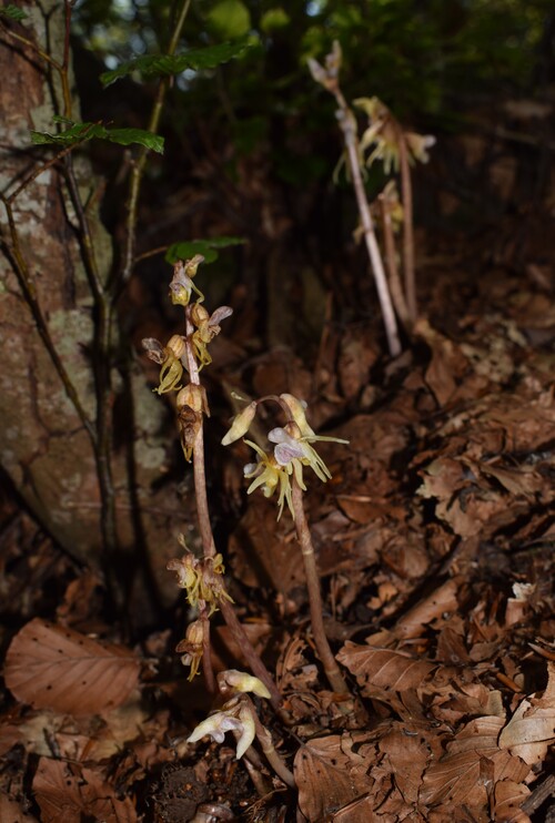 Epipogium aphyllum (Appennino Piacentino)