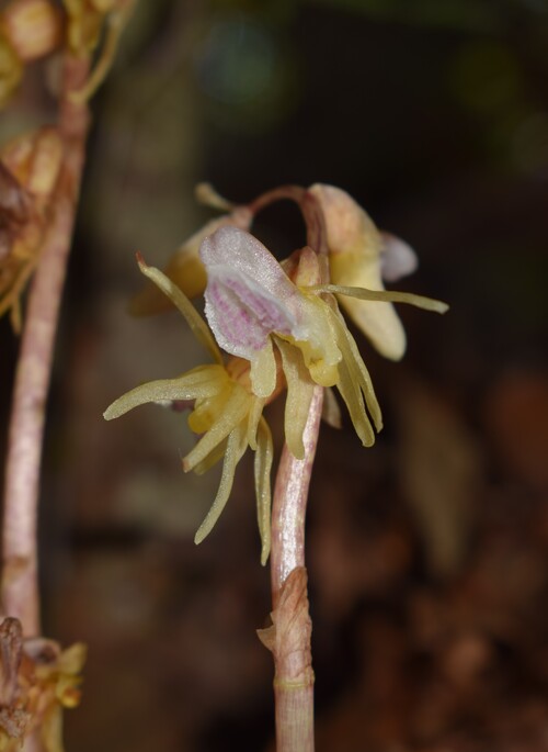 Epipogium aphyllum (Appennino Piacentino)