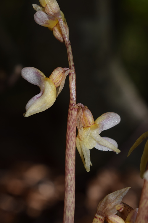 Epipogium aphyllum (Appennino Piacentino)