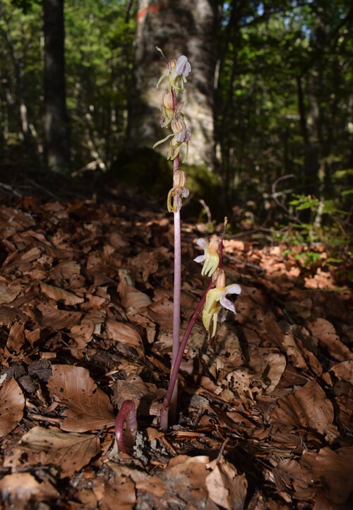 Epipogium aphyllum (Appennino Piacentino)