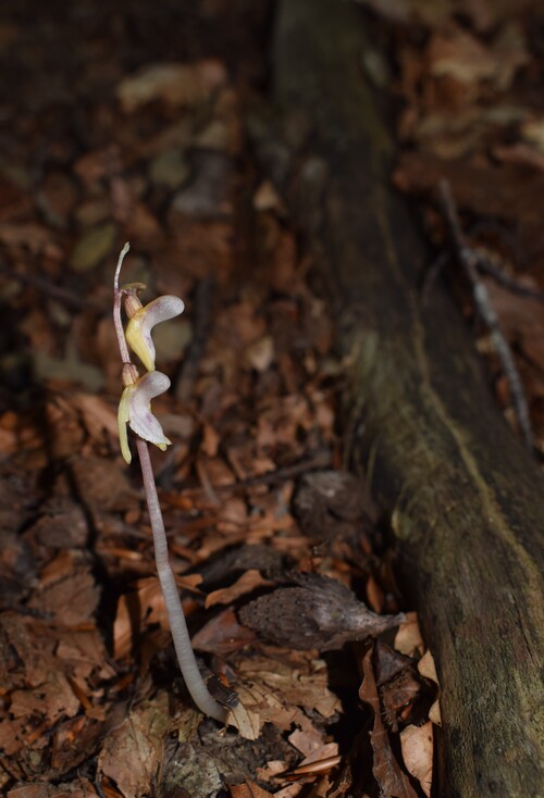 Epipogium aphyllum (Appennino Piacentino)