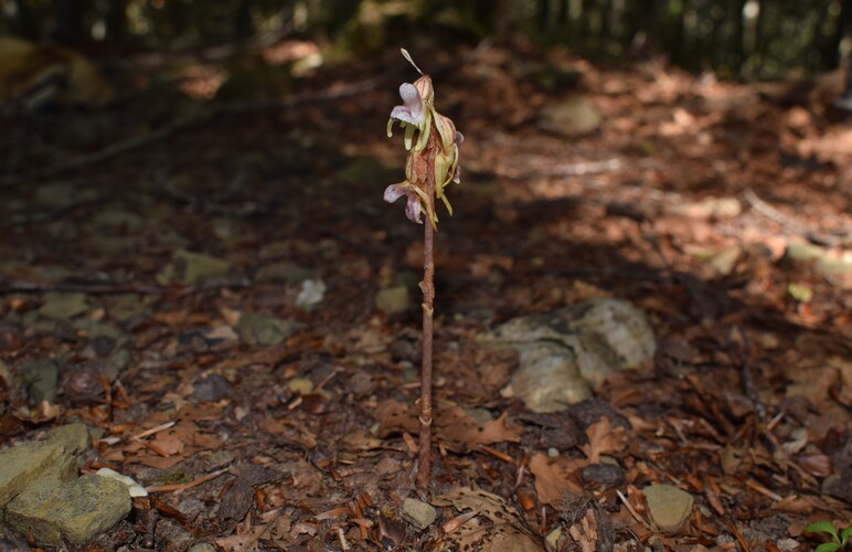 Epipogium aphyllum (Appennino Piacentino)