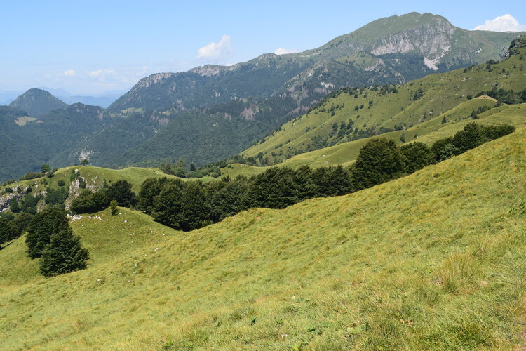 Epipactis gauckleri? (Altopiano di Caregno, Val Trompia)