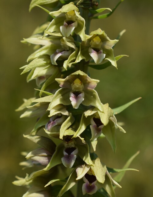 Epipactis gauckleri? (Altopiano di Caregno, Val Trompia)