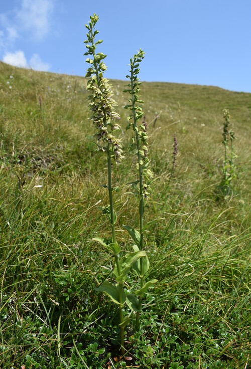 Epipactis gauckleri? (Altopiano di Caregno, Val Trompia)