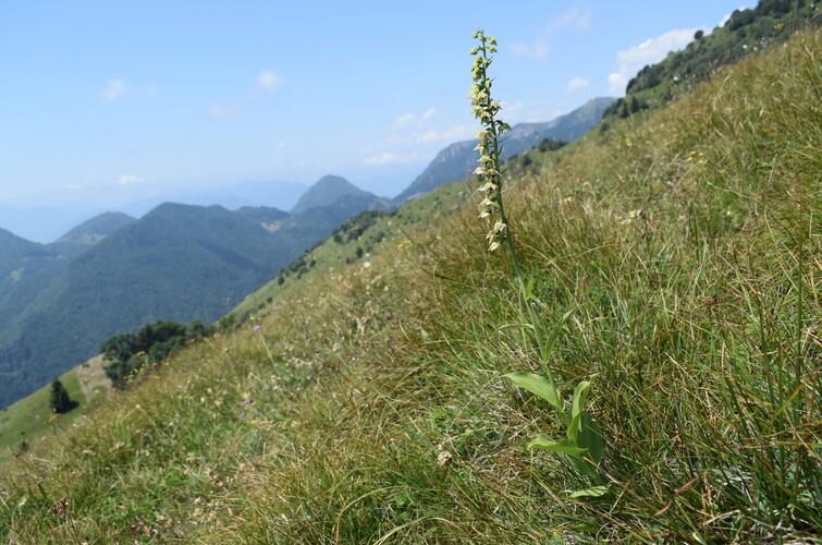 Epipactis gauckleri? (Altopiano di Caregno, Val Trompia)