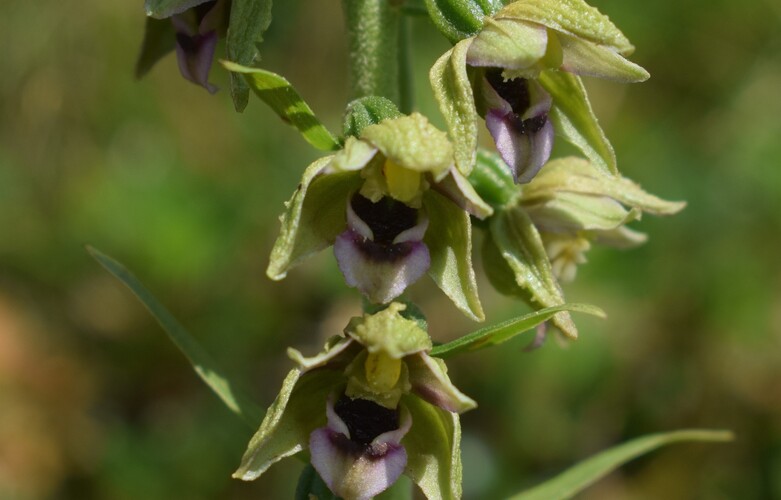 Epipactis gauckleri? (Altopiano di Caregno, Val Trompia)