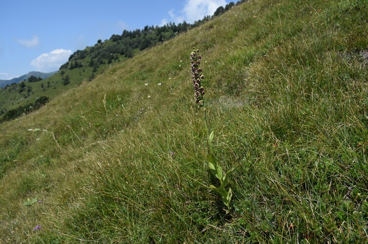Epipactis gauckleri? (Altopiano di Caregno, Val Trompia)