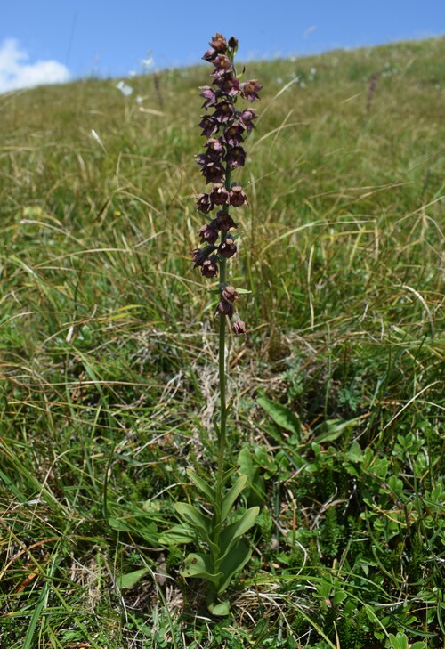 Epipactis gauckleri? (Altopiano di Caregno, Val Trompia)