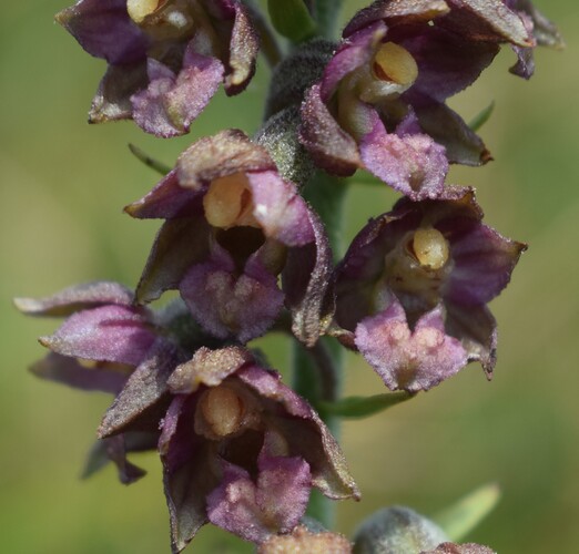 Epipactis gauckleri? (Altopiano di Caregno, Val Trompia)