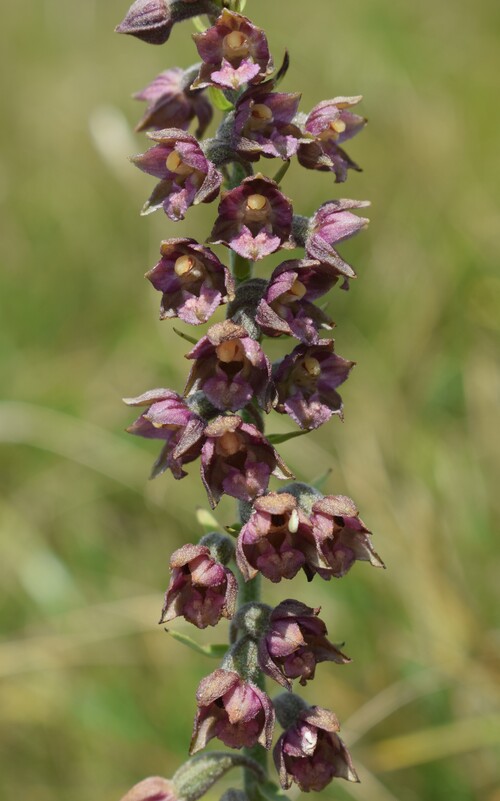 Epipactis gauckleri? (Altopiano di Caregno, Val Trompia)