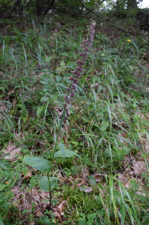 Epipactis schmalhausenii (Prealpi Bresciane)