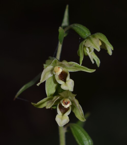 Epipactis autumnalis (Monti Lessini, Val d''Alpone)