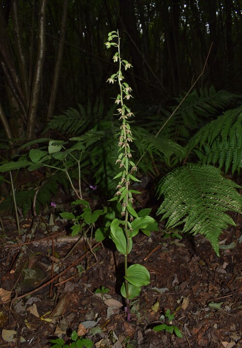 Epipactis autumnalis (Monti Lessini, Val d''Alpone)
