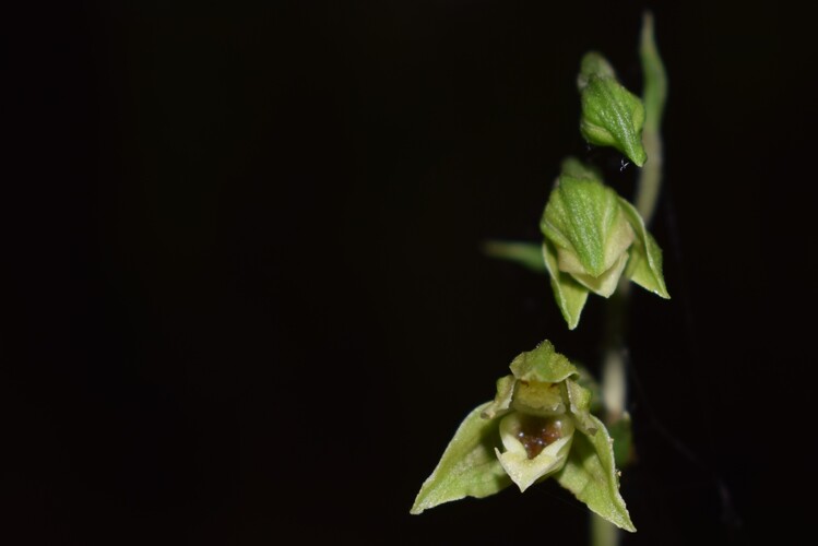 Epipactis autumnalis (Monti Lessini, Val d''Alpone)