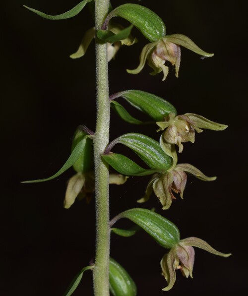 Epipactis autumnalis (Monti Lessini, Val d''Alpone)