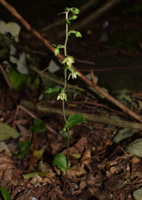 Epipactis autumnalis (Monti Lessini, Val d''Alpone)