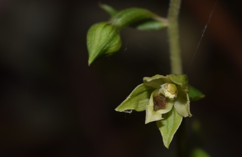 Epipactis autumnalis (Monti Lessini, Val d''Alpone)