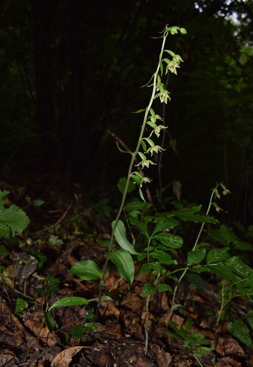 Epipactis autumnalis (Monti Lessini, Val d''Alpone)