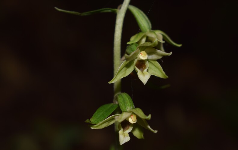 Epipactis autumnalis (Monti Lessini, Val d''Alpone)